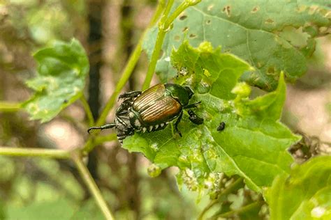 Japanese Beetle Tips For Your Lawn