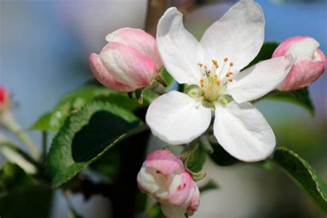 Kleine obstbäume (auch für kübel geeignet) ein obstbaum ist ein wichtiges gestaltungselement , der blickpunkte im garten setzt und die jahreszeiten erlebbar macht, wie kaum ein anderes gehölz. Obstbaum für den kleinen Garten » Diese Sorten bleiben niedrig