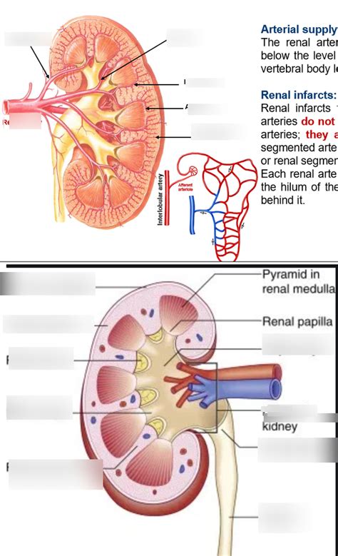 Kidney Blood Supply And Anatomy Diagram Quizlet
