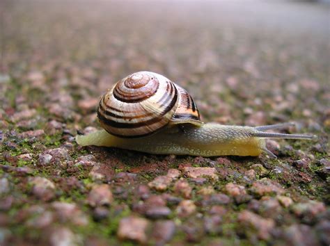 Free Fast Snail Stock Photo