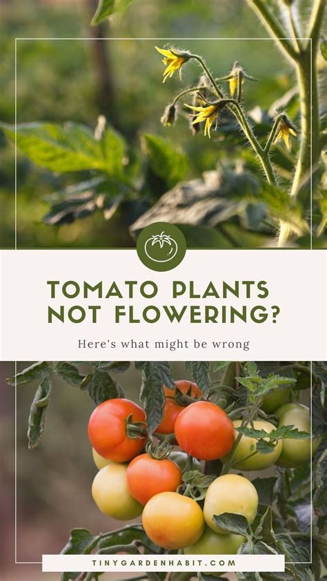 Tomatoes Growing On The Plant With Text That Reads Tomato Plants Not