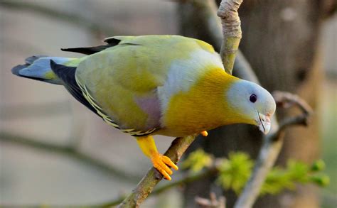 Uttarakhand Birds Uttarakhandi