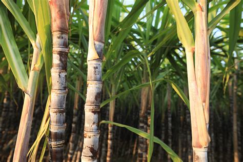 Evaporated Sugar Cane Order Prices Save 54 Jlcatjgobmx