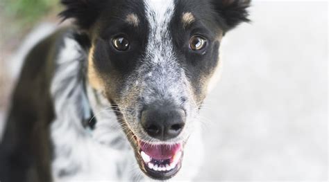 Blue Heeler Poodle Mix