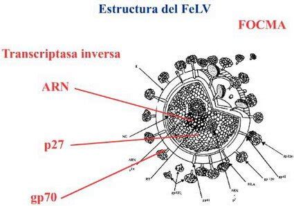 Check spelling or type a new query. Leucemia felina, una lacra entre los gatos | ARTÍCULOS ...