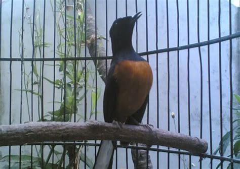 Meski begitu, di antara burung murai batu indonesia da… cara menghilangkan kutu pada burung murai batu bisa anda lakukan dengan air rebusan daun sirih. Tips Penangkaran Murai Batu Medan ~ Penangkaran Murai Batu