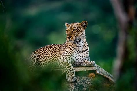 16 Leopard Facts You Should Know Fact Animal