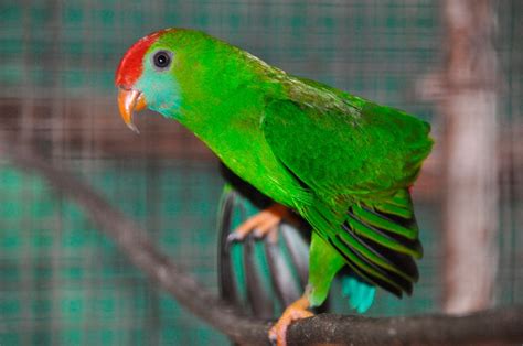 Camiguin Hanging Parrot Loriculus Camiguinensis Exotic Birds