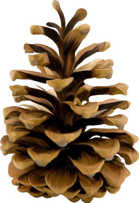 Naked Pinecone Pine Cone Png Stunning Free Transparent Png Clipart