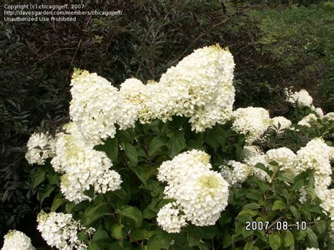 From encyclopedia of hydrangeas c.j. PlantFiles Pictures: Panicle Hydrangea, Tree Hydrangea ...