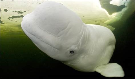 Very Cute And Amazing White Beluga Whale Photos ~ Weird And Wonderful
