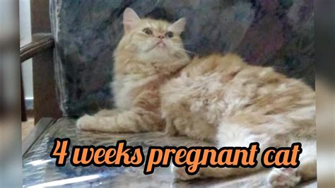 Pregnant Cat Pregnant Cat Care Pregnant Cat 4 Weeks 4th Week Of