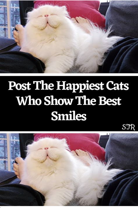 Post The Happiest Cats Who Show The Best Smiles Artofit