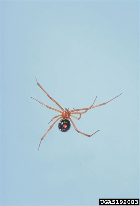 Red Widow Spider Latrodectus Bishopi