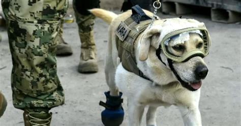 Frida The Rescue Dog A Symbol Of Hope After Deadly Mexico Earthquake