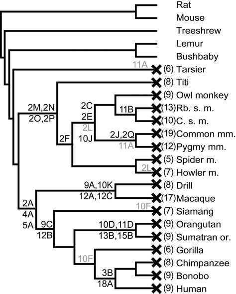 A Cladogram Of Primate Species Showing Approximate Appearance Time Of