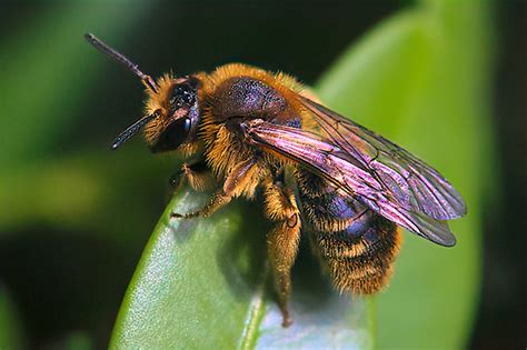 A Secret Reservoir Of Bees In The Forest Honey Bee Suite