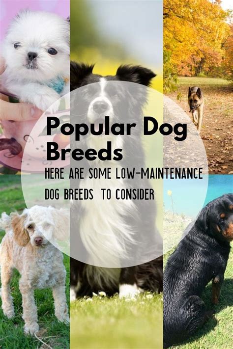 5 Dog Breeds That Are Widely Renowned Around The Globe Low