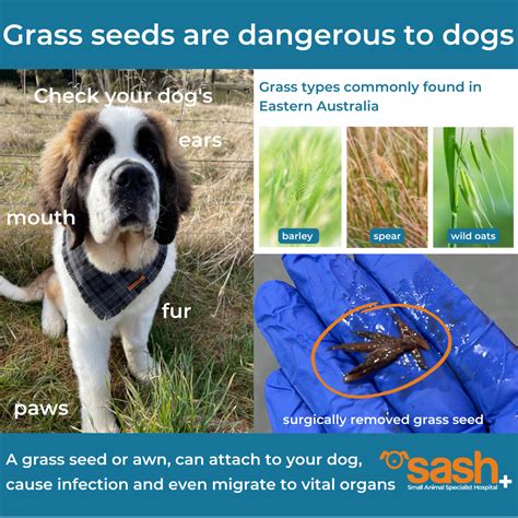 Grass Seeds In Dogs Sash Vets