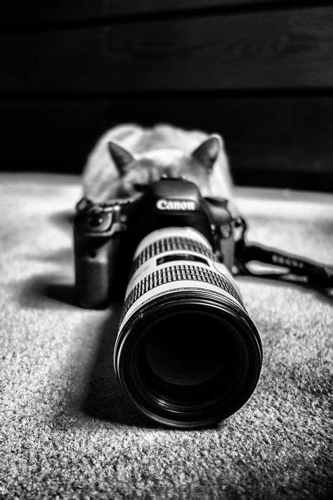 54 Cats With Cameras Ideas Cats Cat Camera Cats And Kittens