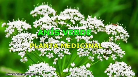 Anís Verde Propiedades Y Beneficios Planta Medicinal Youtube