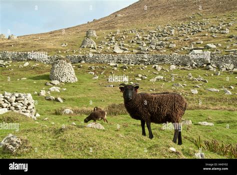 Soay Sheep On Hirta Stkilda Outer Hebrides Scotland Uk Stock Photo