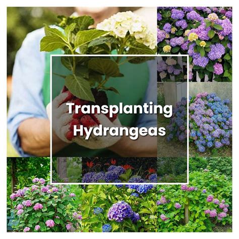 How To Grow Transplanting Hydrangeas Plant Care And Tips Norwichgardener