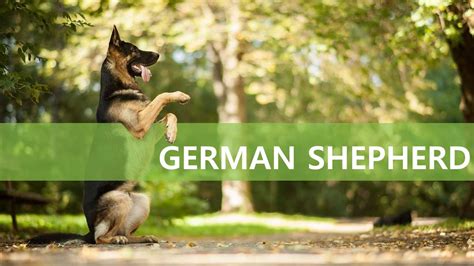 All About German Shepherd Dog Price Health Feeding And Grooming