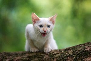 Flame (red!) point kittens are, like other siamese cats, born pure white and develop their point color over several months. Are Flame Point Siamese Cats Mean - Behavior & Personality ...