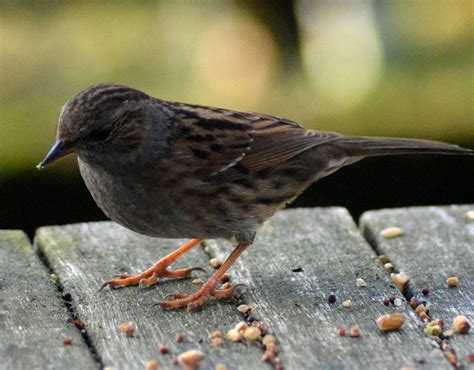 Dunnock Hedge Sparrow Bird Prey