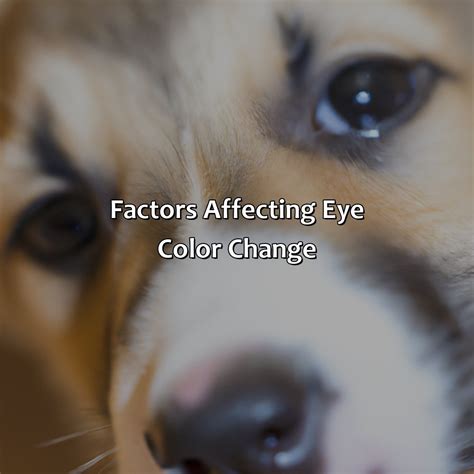 At What Age Does A Puppies Eye Color Change