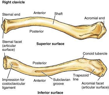 Clavicle Structural Anatomy Anatomy Bones Medical Anatomy Human