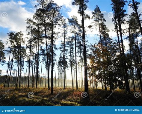 Beautiful Pine Trees In Forest Lithuania Stock Photo Image Of Cloudy