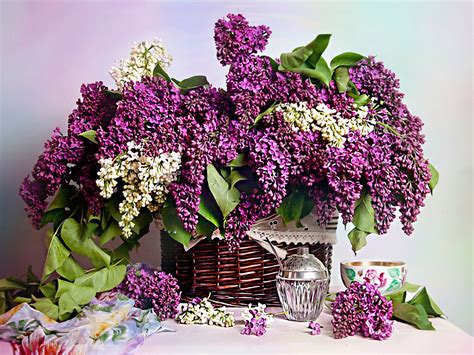 Spring Lilacs Wallpaper Wallpapersafari