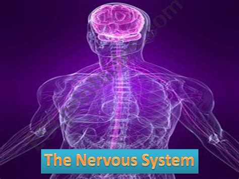 Esl English Powerpoints The Nervous System