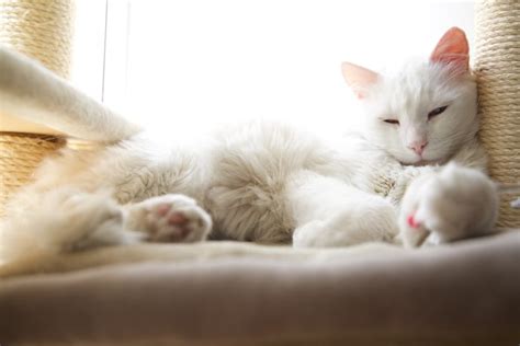 Your cat is basically your baby—just with way more fur—so it should come as no surprise than many of the world's most popular cat names are some of the world's most popular (human) baby names, too. 45 Most Popular White Cat Names Of 2020