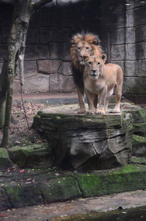 Bandung Zoo: UPDATED 2020 All You Need to Know Before You Go (with PHOTOS)
