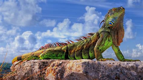 Green Iguana Bing Wallpaper Download