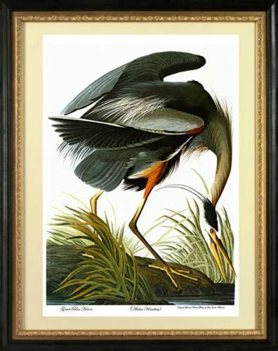 audubon great blue heron 22x30 hand numbered ltd edition fine art print 120 00 picclick