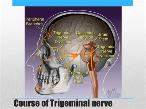 Eighth Cranial Nerve