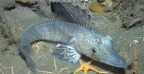 Blackfin Icefish Information And Picture Sea Animals