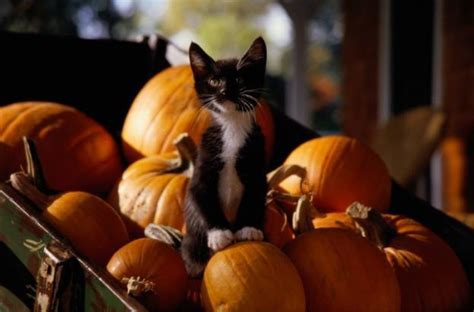 Tisotit Cute Kitten On Pumpkins