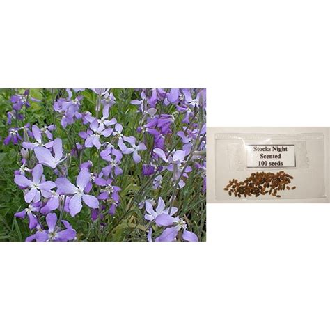 Stocks Night Scented Flower Seeds Shopee Philippines