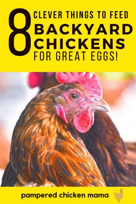 What To Feed Your Chickens For Better Tasting Eggs Chickens Raising