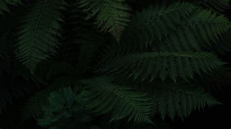 Wallpaper Fern Leaves Green Dark Plant Hd Widescreen High