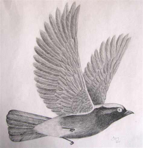 How To Draw A Flying Bird Bornmodernbaby