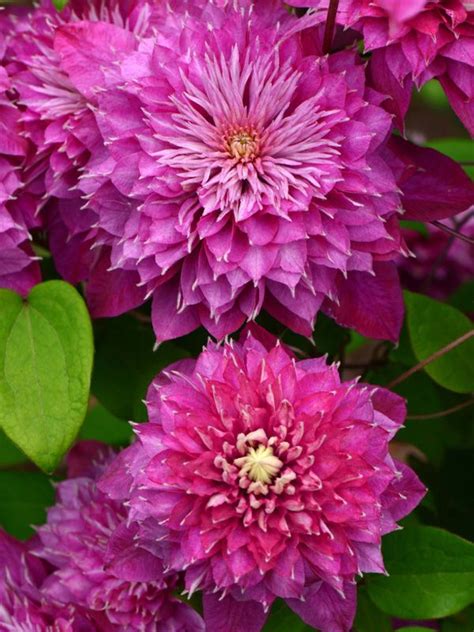 We did not find results for: Clematis Kaiser | Clematis flower, Flowering vines
