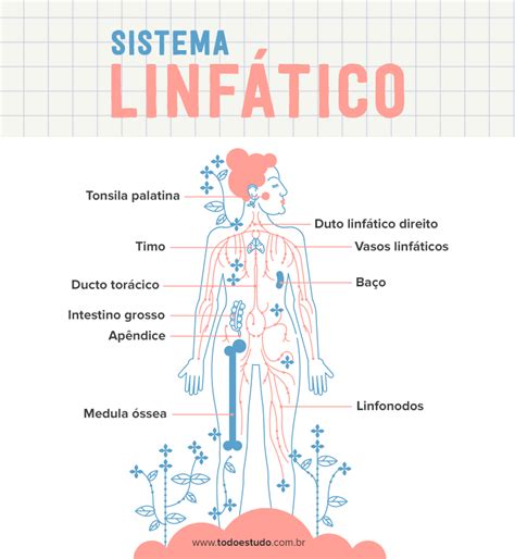 Sistema Linfático Constituição Funções E Cuidados