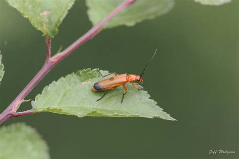 Common Red Soldier Beetle Rhagonycha Fulva 11th July 202 Flickr