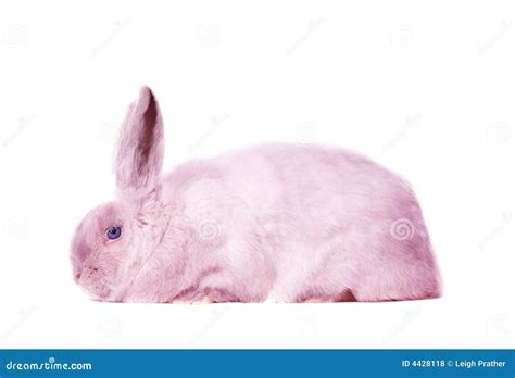 Pink Bunny Rabbit Royalty Free Stock Photos Image 4428118